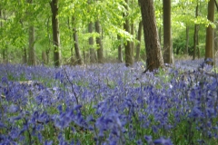 bluebell