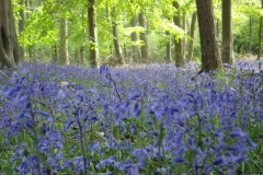 BLUEBELL