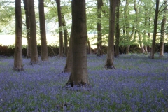 BLUEBELL MAGIC WOOD