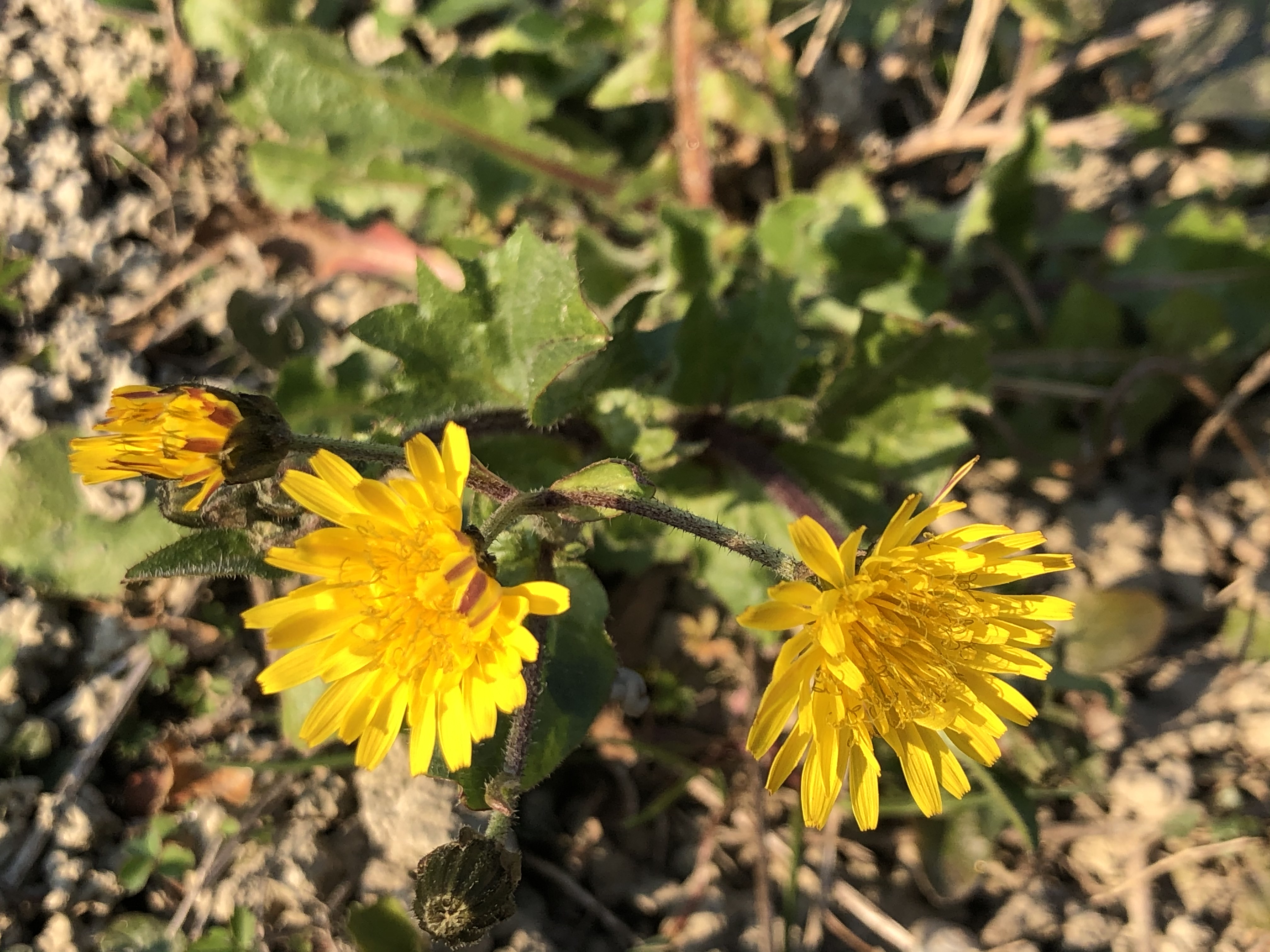 Fiori Gialli Nei Prati