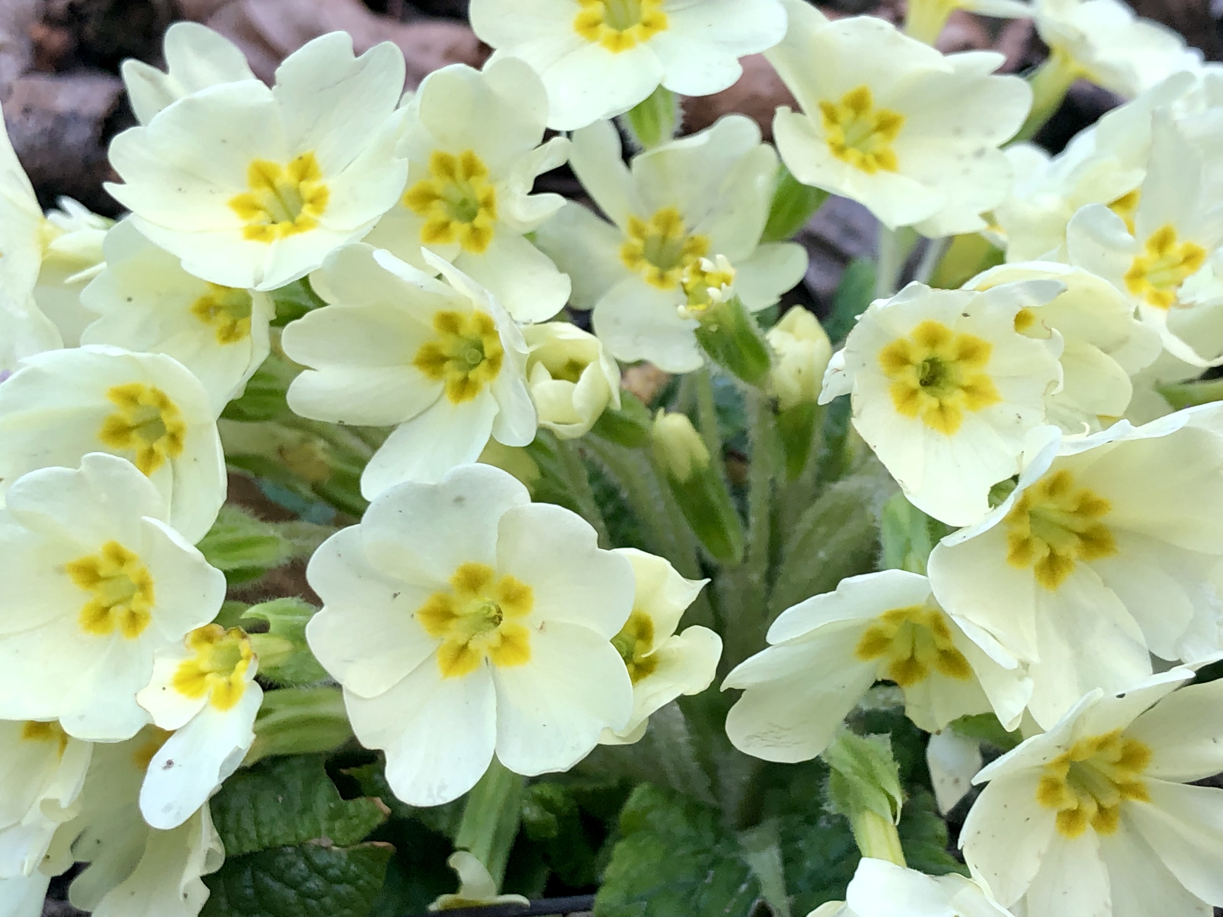 Fiori Gialli Spontanei Primaverili