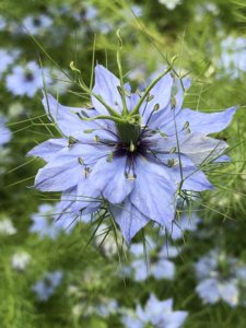 primo piano del fiore della nigella