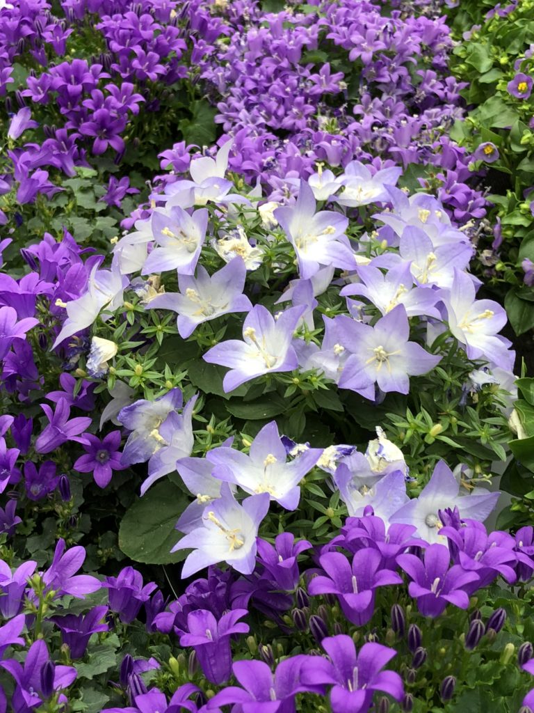 Campanule fiori estivi blu violetti - Natura in mente ...