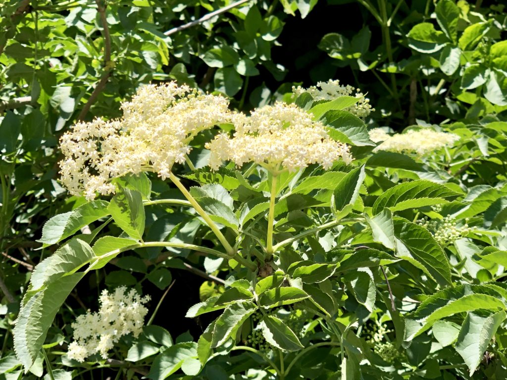 Il sambuco nero, fiori cremisi nei miei dolci Natura in mente calliopea