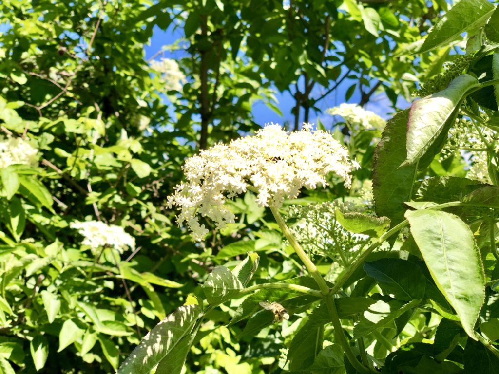 Il sambuco nero, fiori cremisi nei miei dolci Natura in mente calliopea