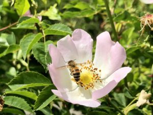 rosa canina