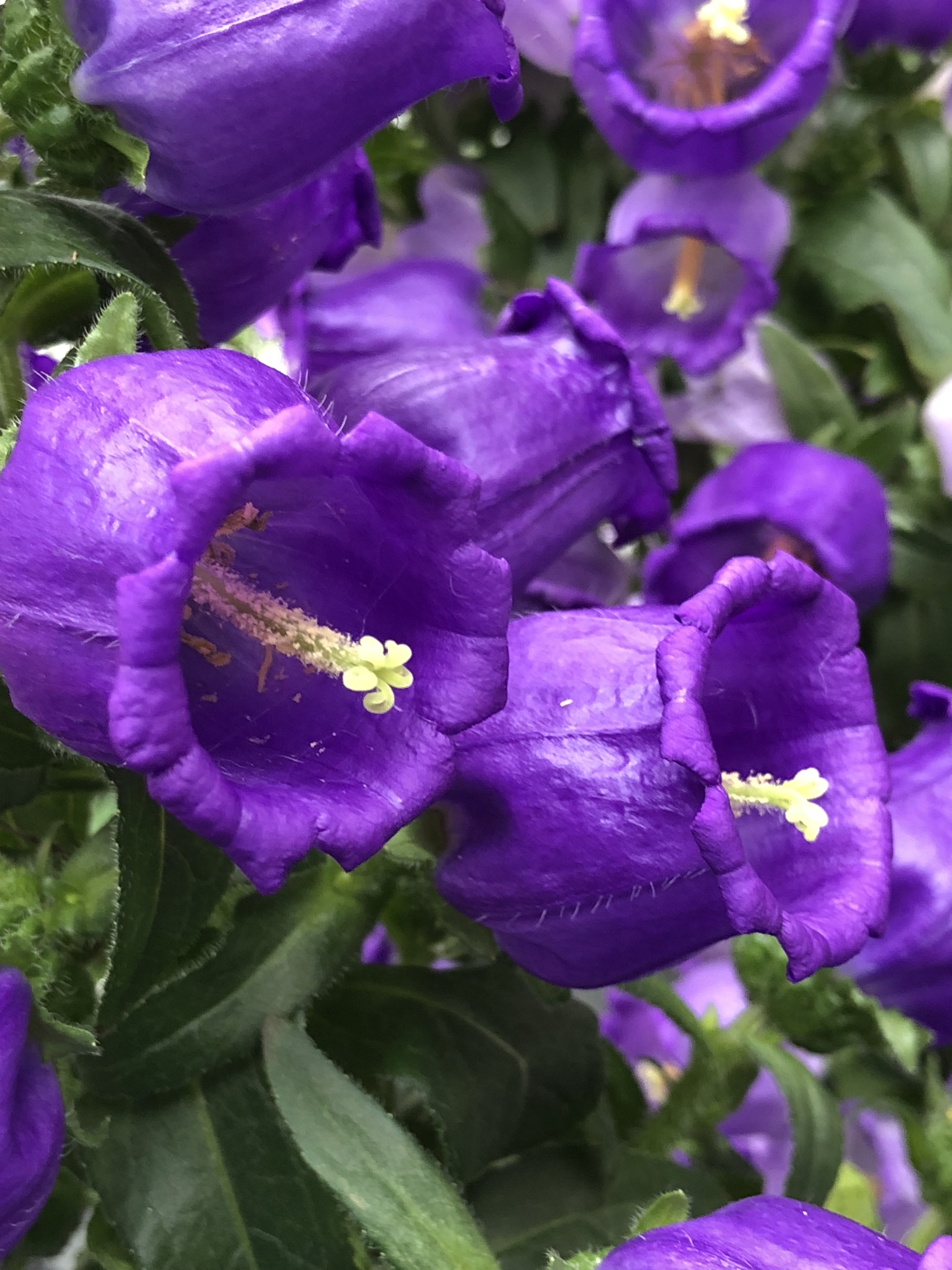Campanule Fiori Estivi Blu Violetti Natura In Mente Calliopea